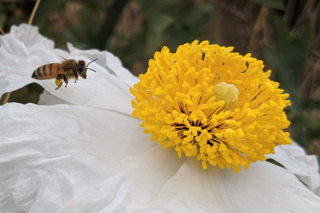 A bee approaches the yellow puff-ball center of a large, white-petaled flower.