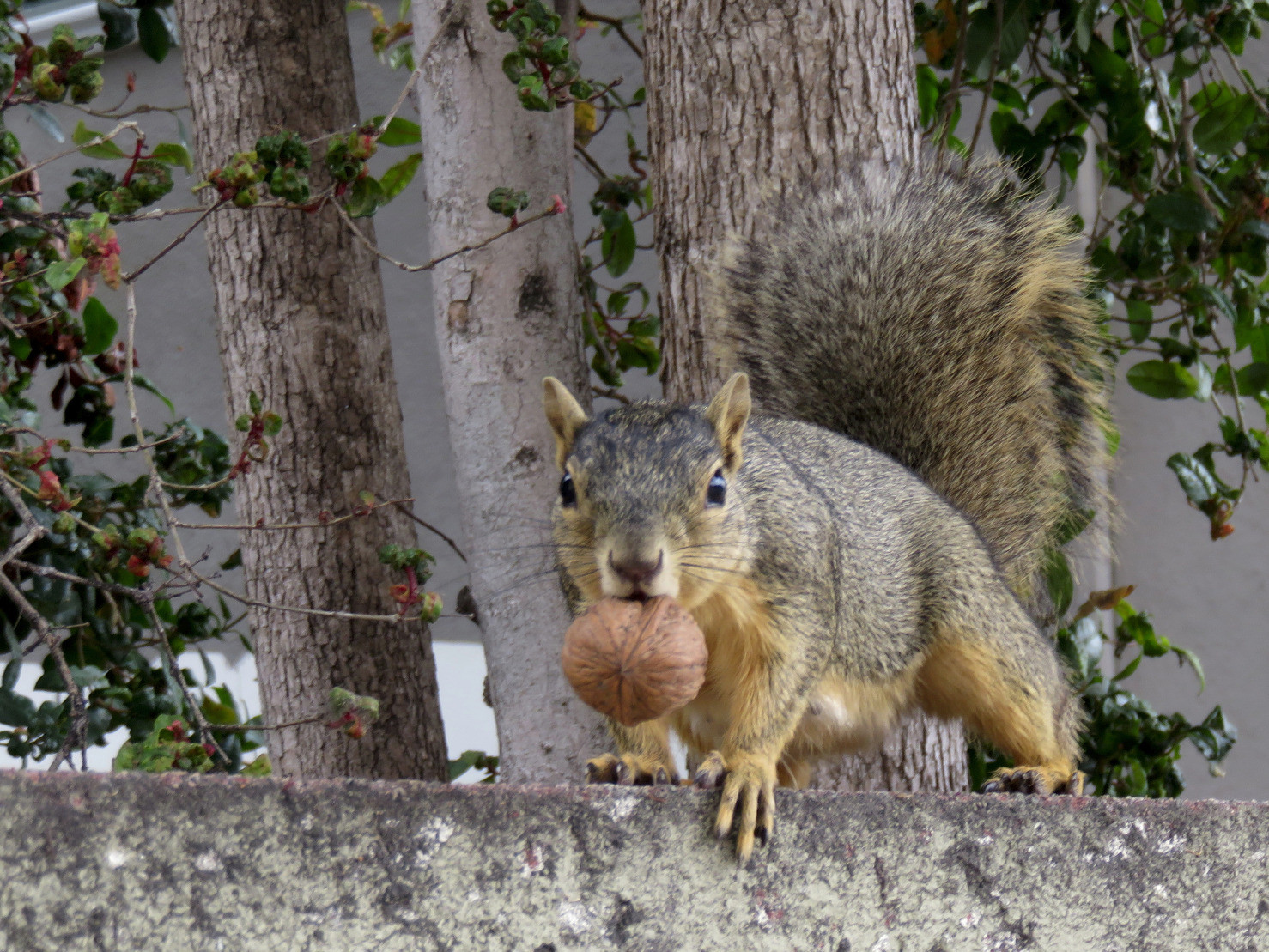 Squirrel with a walnut in its mouth.