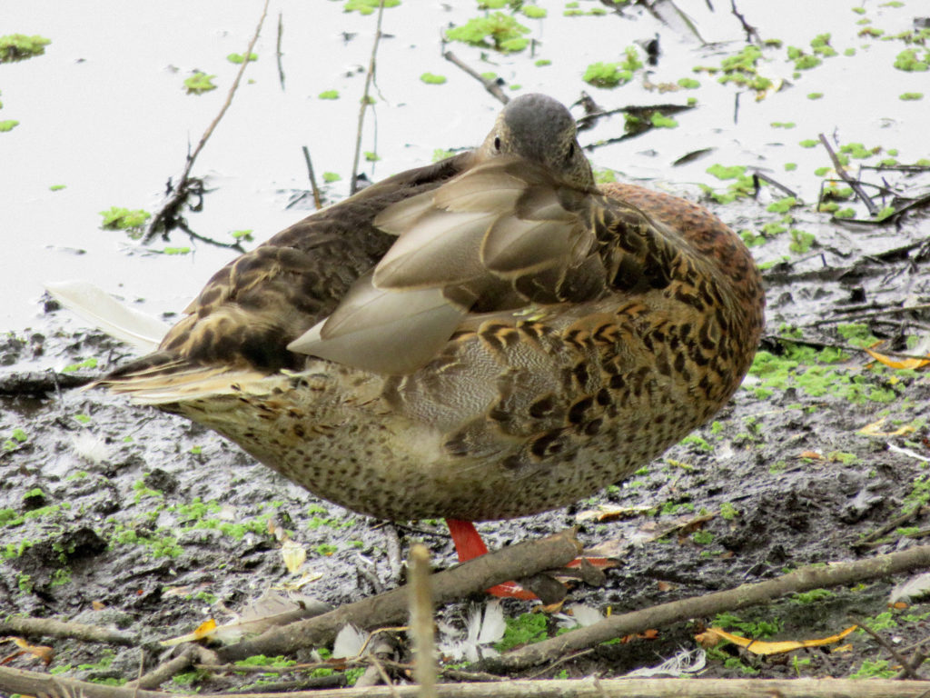 A duck with its wing held in front of its face.