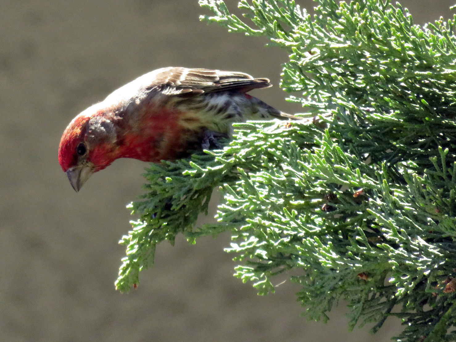 A finch that I spotted practically right outside my door a few weeks ago.
