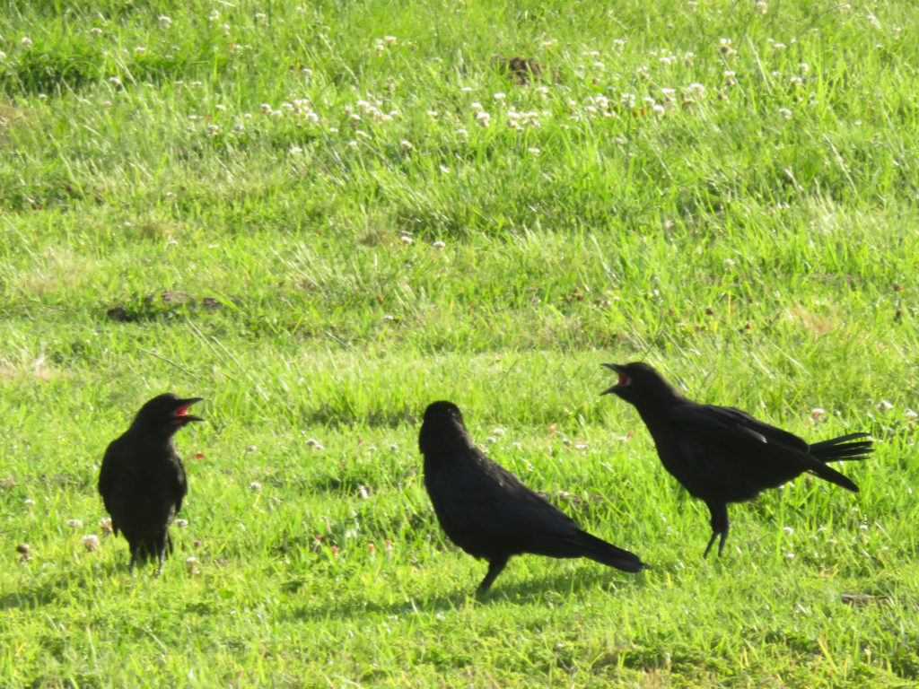 Two crows on the lawn, cawing at each other while a third is stuck in the middle.