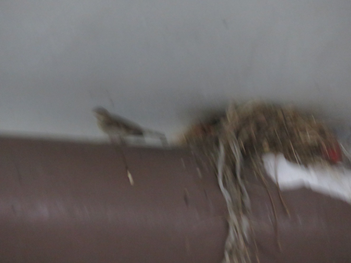 Finally got a picture of one of the sparrows nesting in the parking structure!Oh. ...