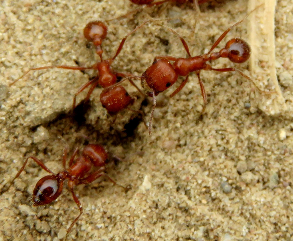 California Harvester Ant