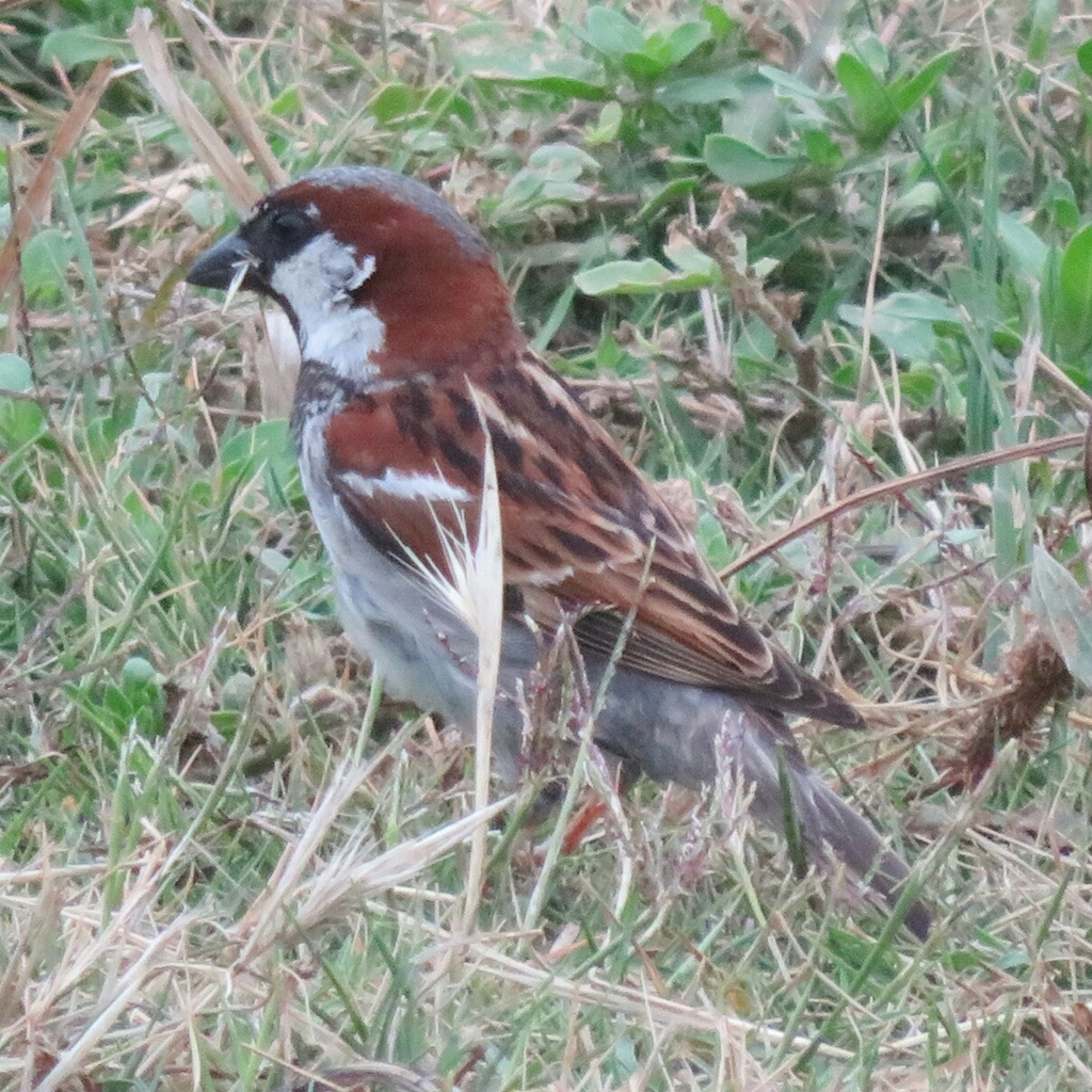 Small brown and white bird with a short beak.