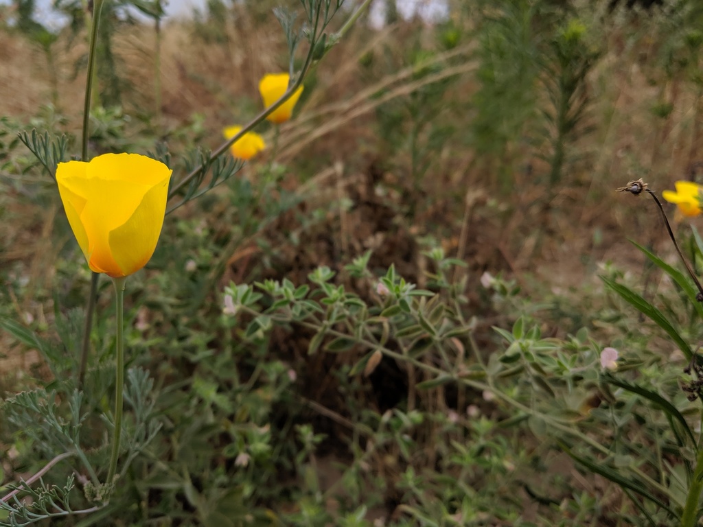 California Poppy