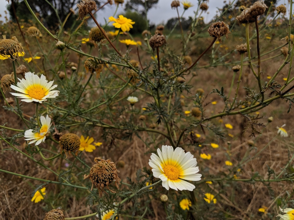 Garland Daisy