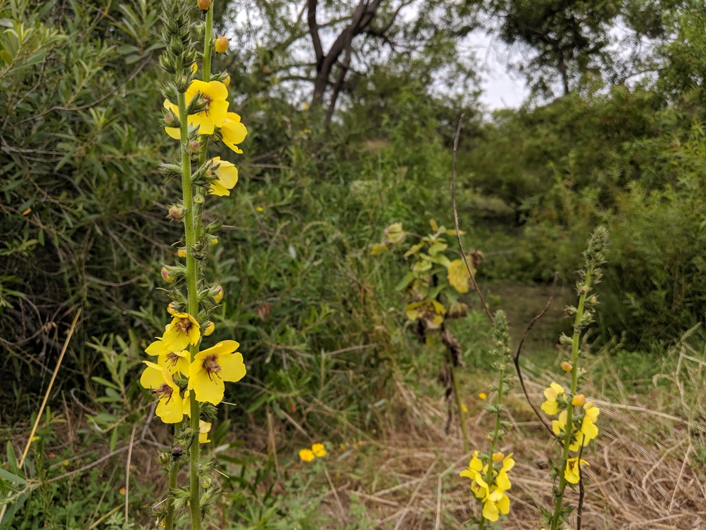 Moth Mullein