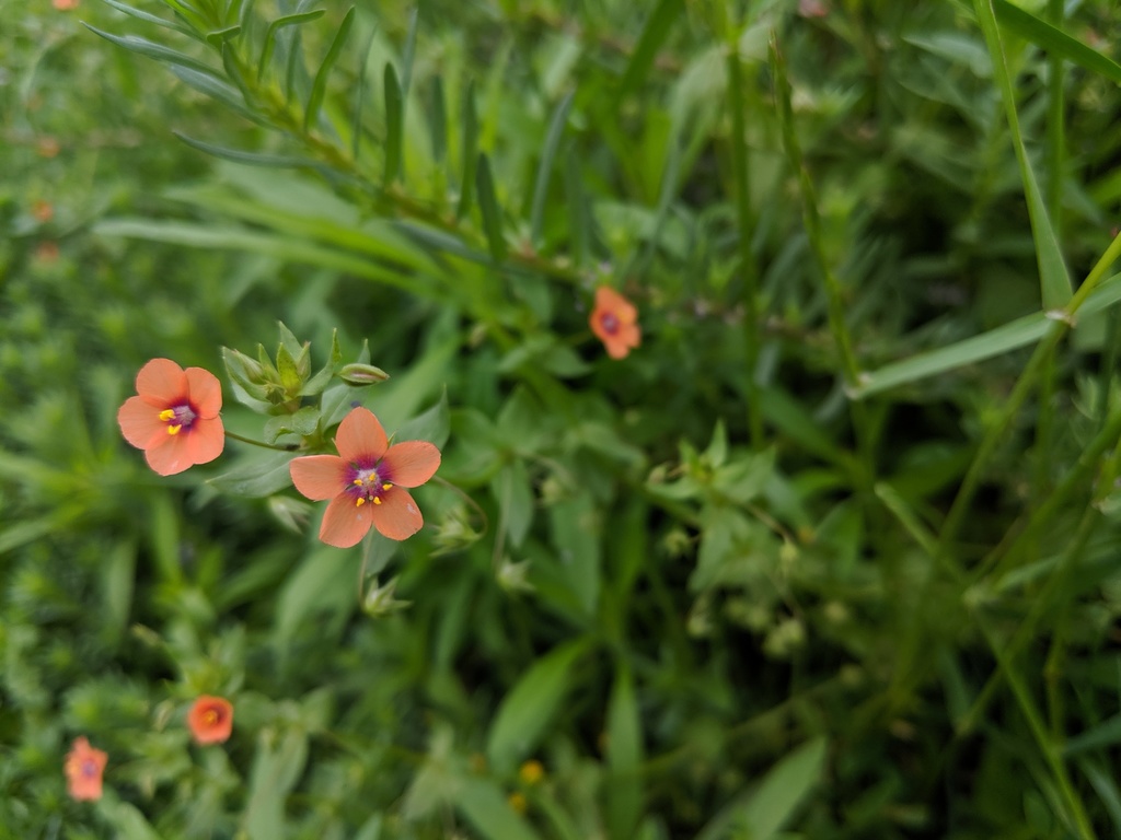 Scarlet Pimpernel