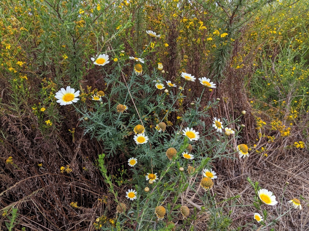 Garland Daisy