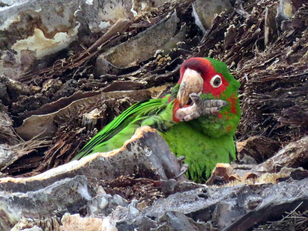 Green and red parakeet in a palm tree, grooming its leg.