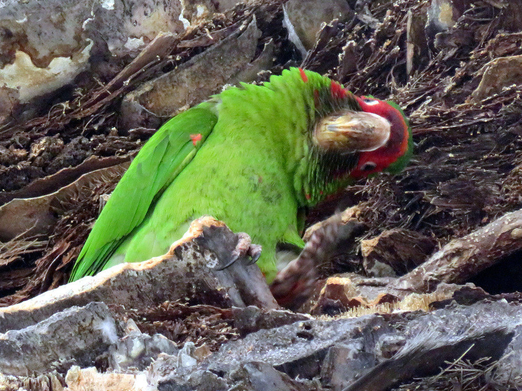 Green and red parakeet in a palm tree, looking sideways.
