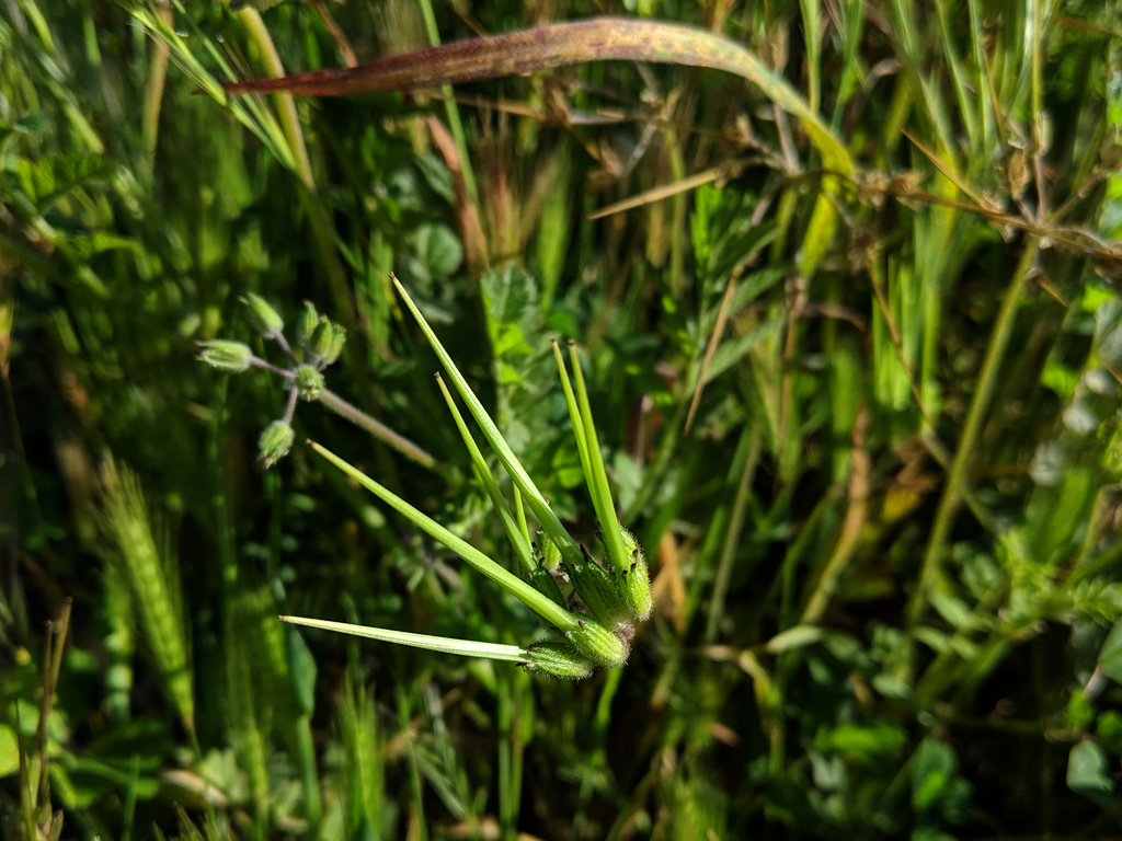 Flowering Plants