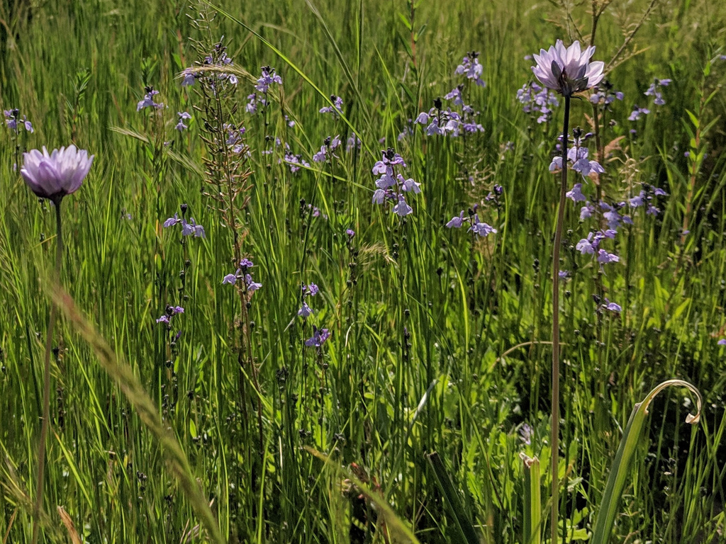 Wild Hyacinths