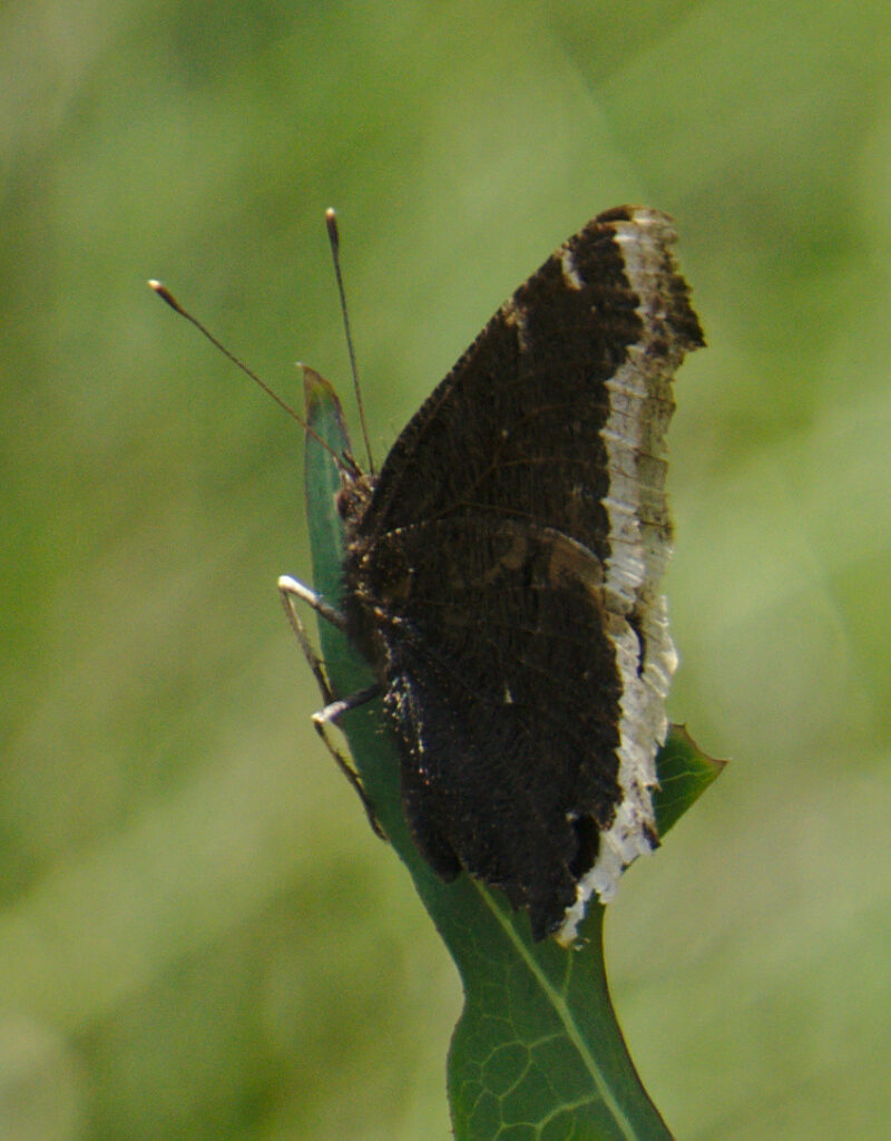 A black or dark-brown butterfly with a white edge on its wings, perched on a leaf.