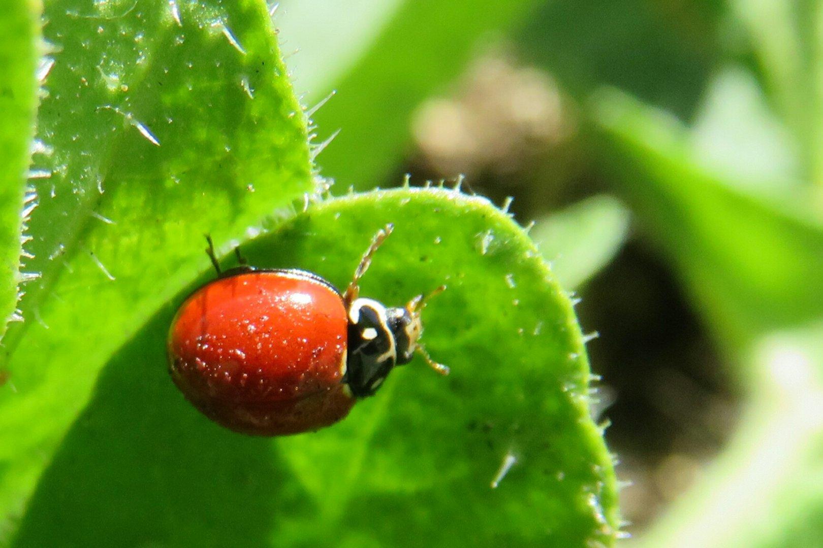 A spotless lady #beetle, um, spotted on a weed growing by the sidewalk. https://www.inaturalist.org/observations/28094227 #nature #insects