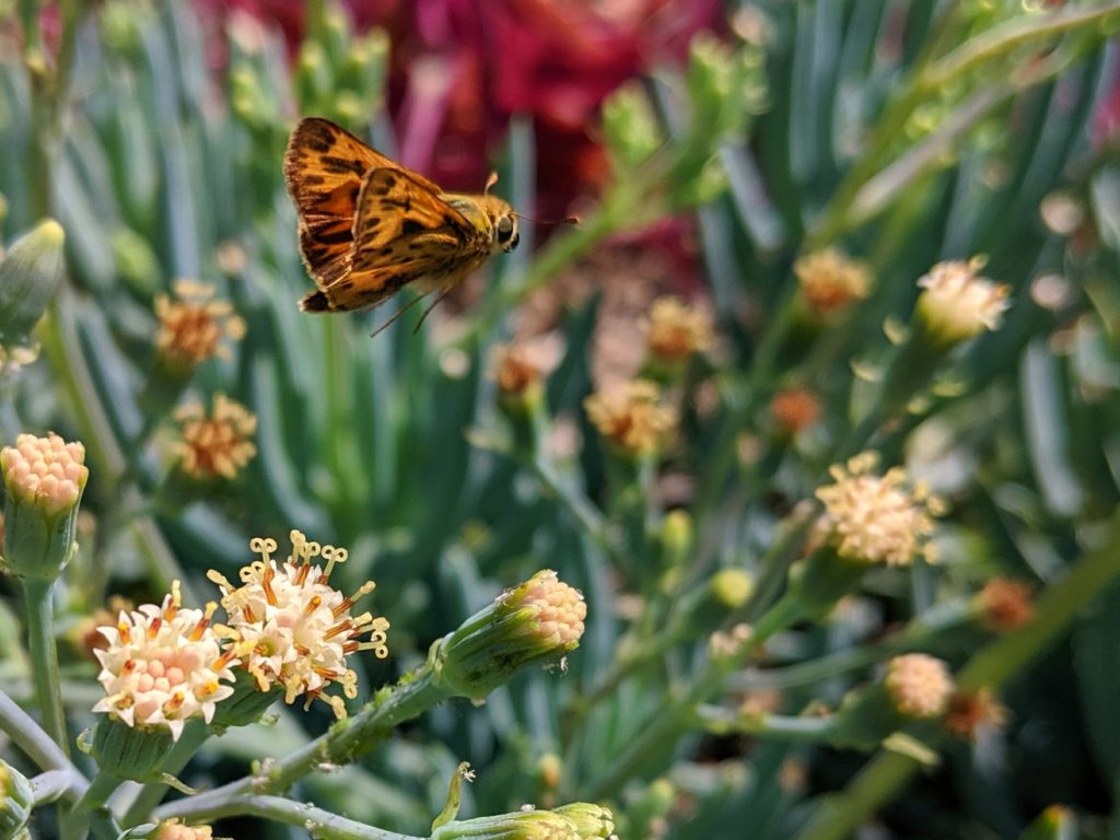 An orange butterfly flying over iceplant flowers.