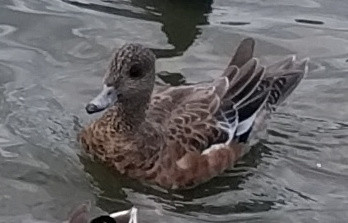 A duck with brown feathers with white edges, dark eyes, and a narrow gray beak tipped with black.