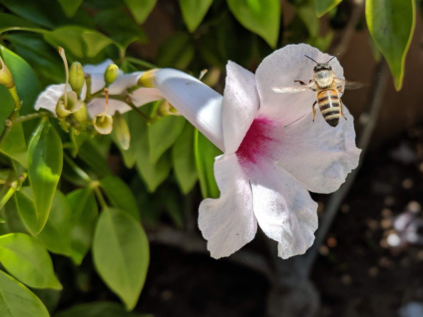 This bee was crawling into one of these trumpet shaped flowers after another. I finally decided to aim at the flower it had just climbed into, then wait for it to leave and see if I could catch it. Amazingly, it worked! #bees #flowers #garden