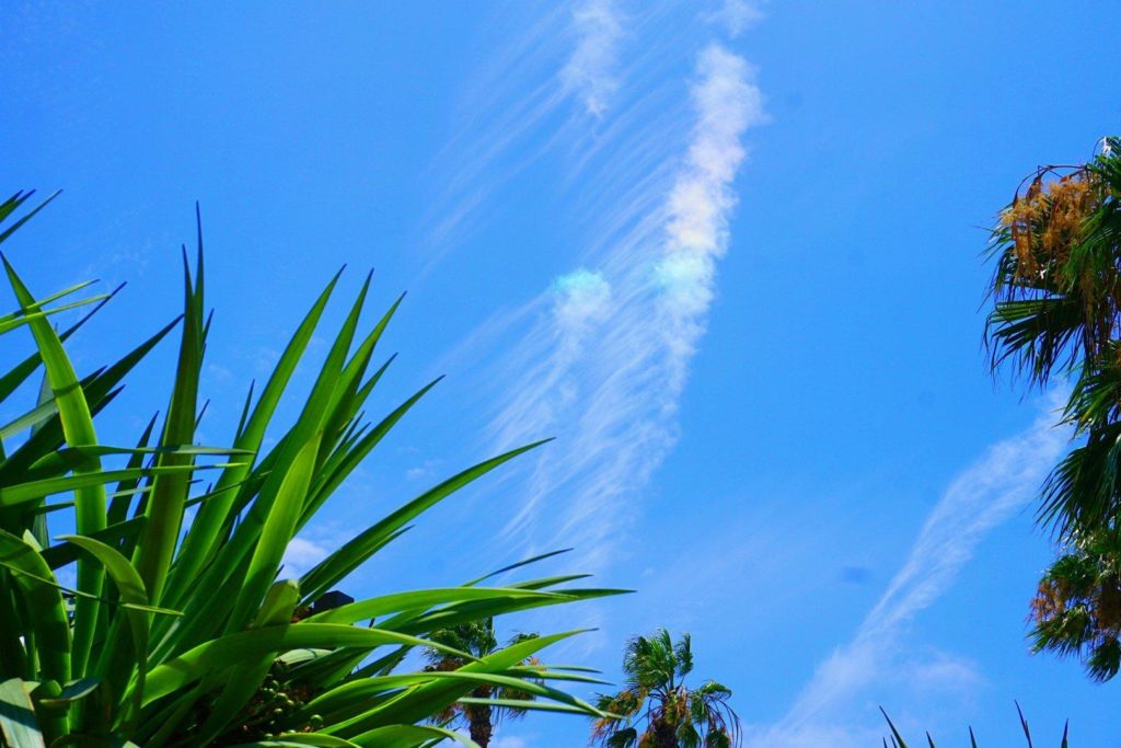 Cirrus clouds/contrails above a spiky plant, with a rainbow-colored section of cloud.