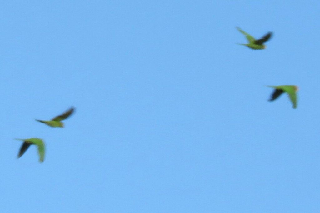 Four green birds in flight against a blue sky.