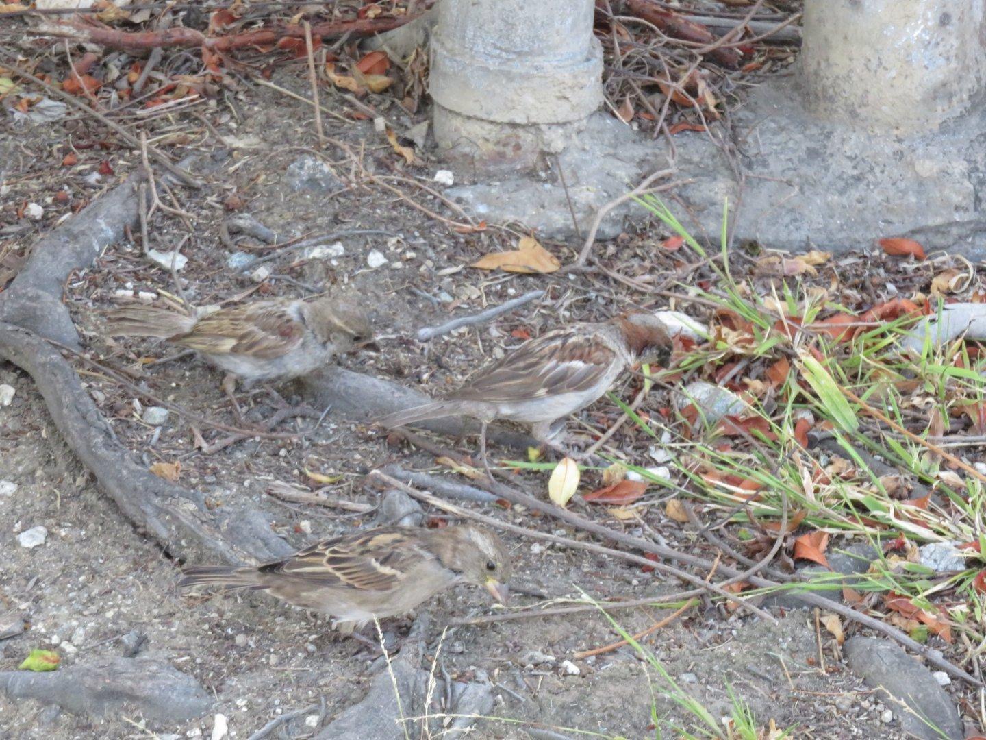 Stealth Sparrows.