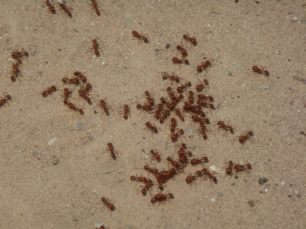 California Harvester Ant