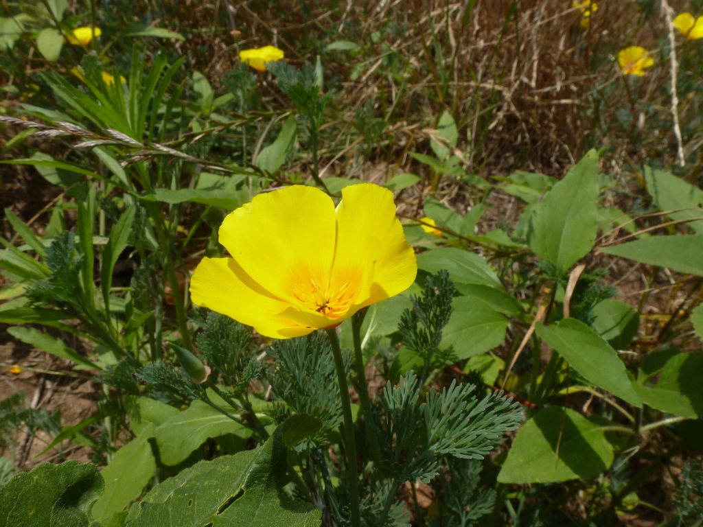 California Poppy