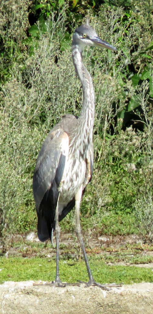 Great Herons