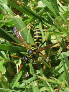 Black and yellow wasp on grass.