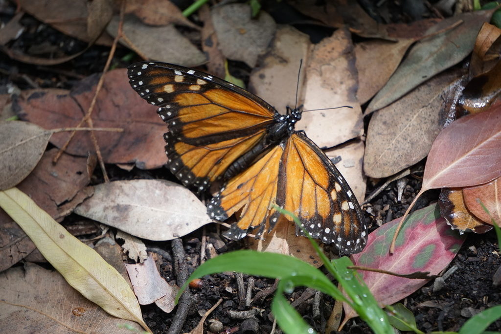 An orange and black butterfly on the ground, with a torn wing.