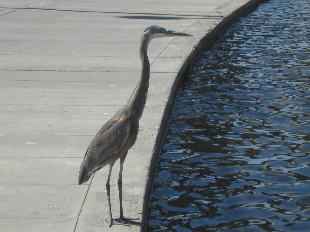 Great Herons