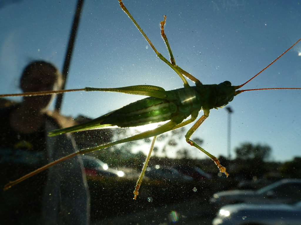 Phaneropterine Katydids