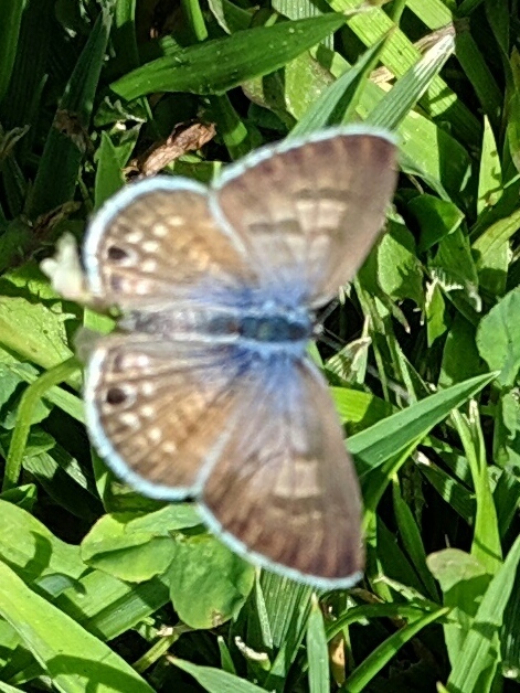 Marine Blue Butterfly