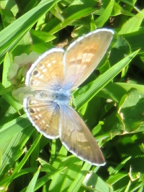 Marine Blue Butterfly