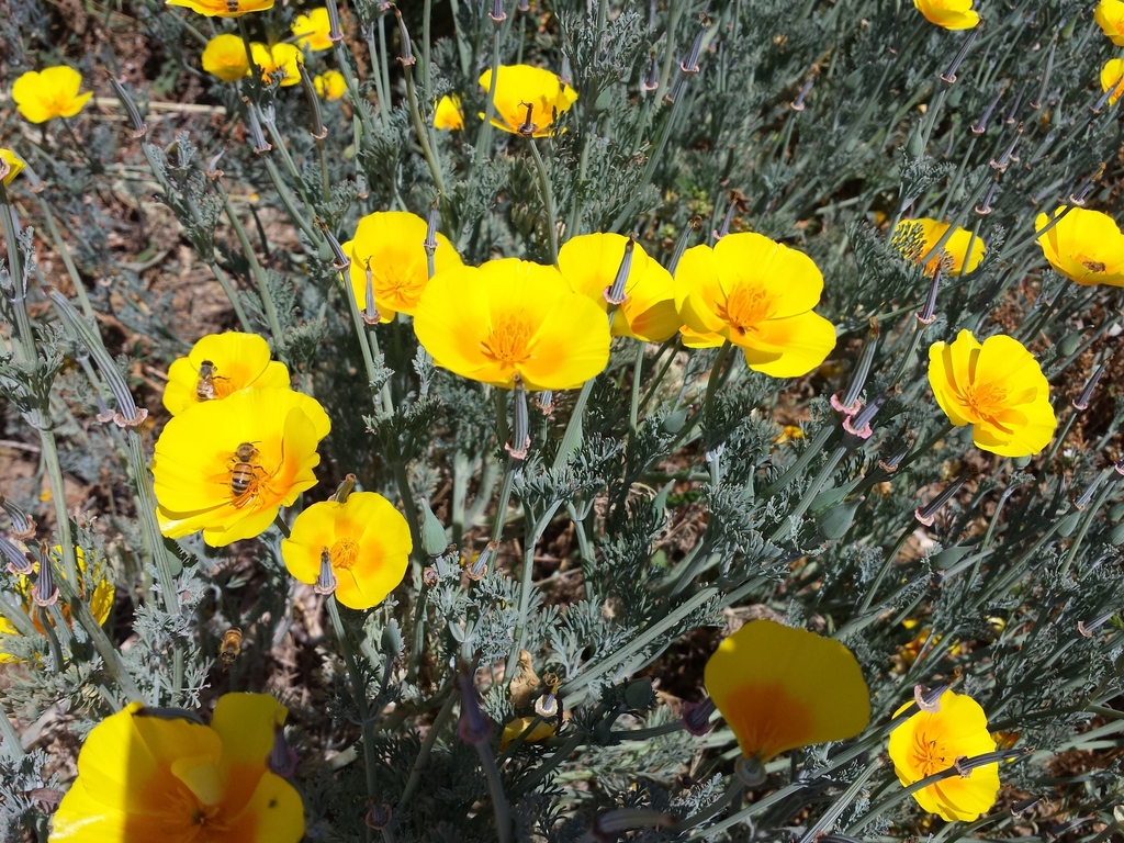 California Poppy