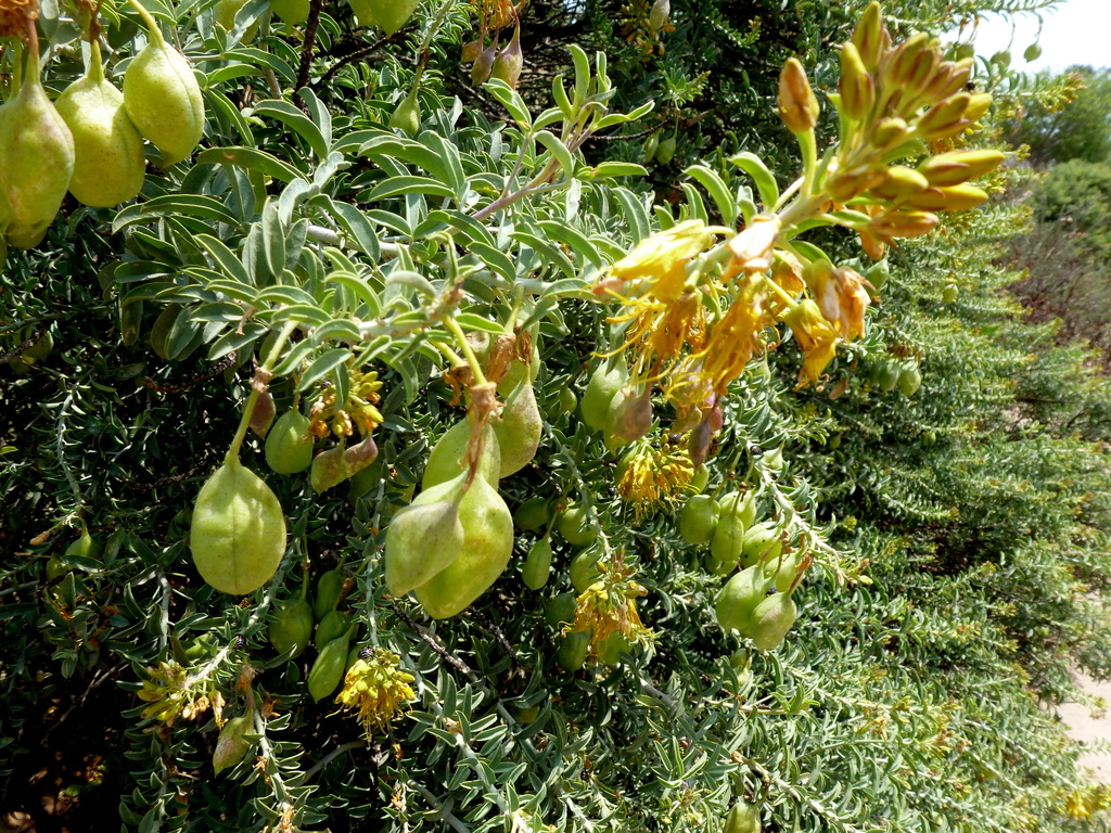 Bladderpod