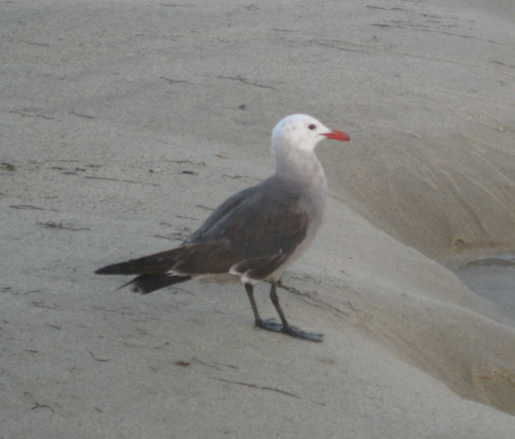 Large White-headed Gulls
