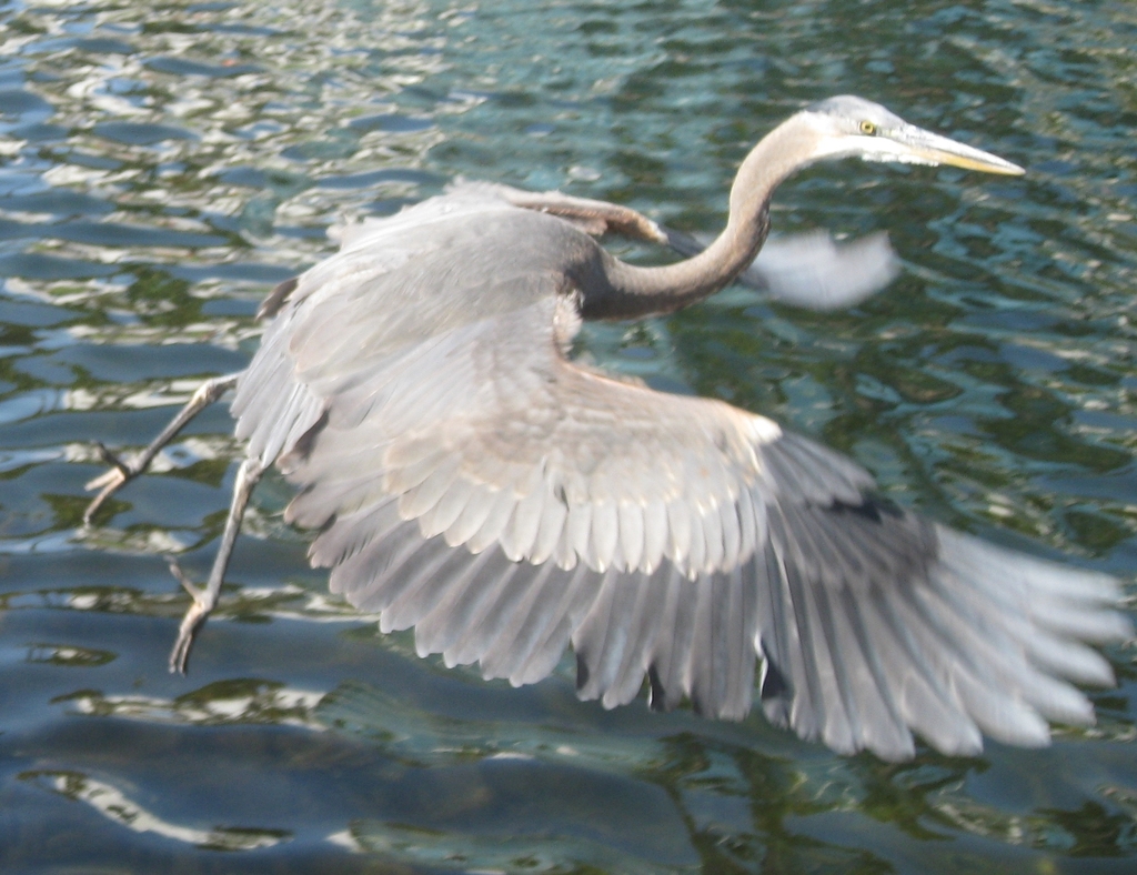 Great Herons