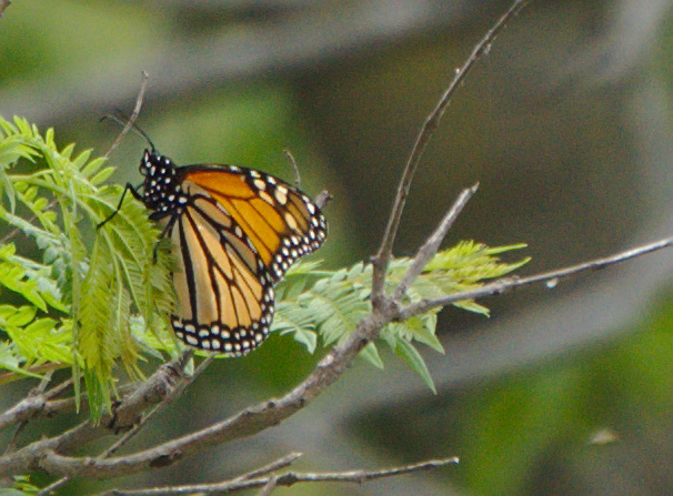 An orange and black butterfly perched on a twig.