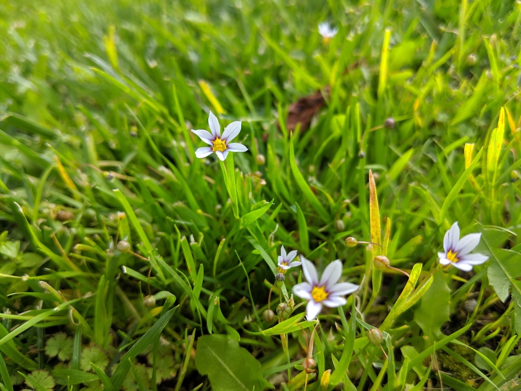 blue-eyed grasses