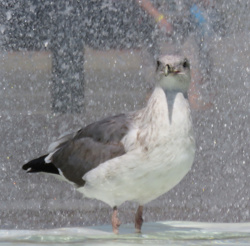 Western Gull (gray)