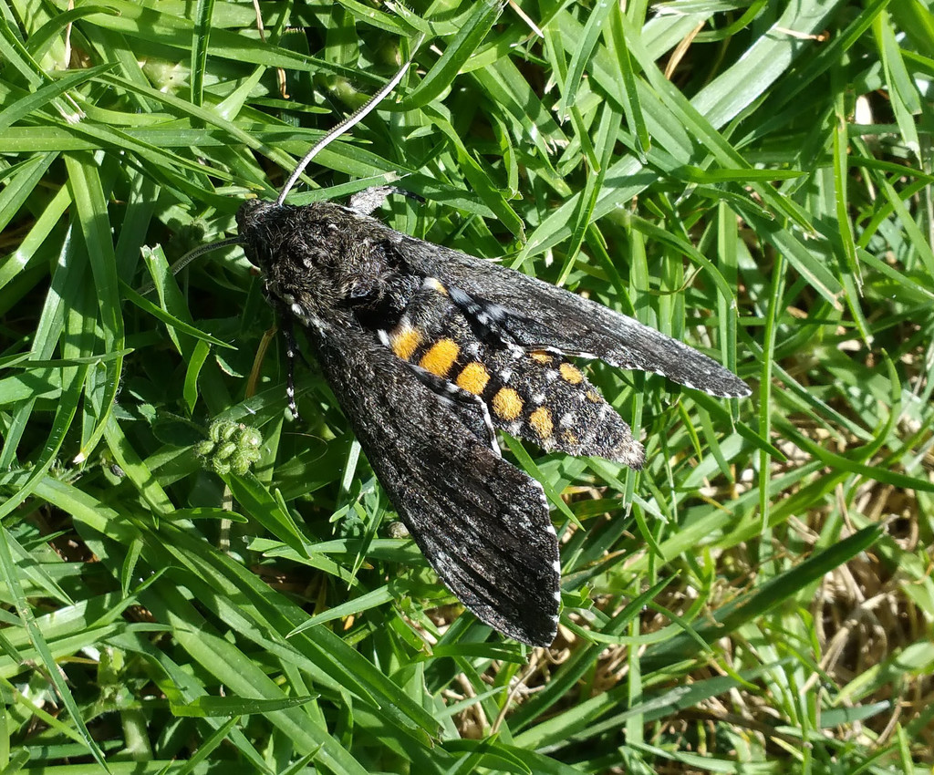 Carolina Sphinx Moth or Five-spotted Hawk Moth.