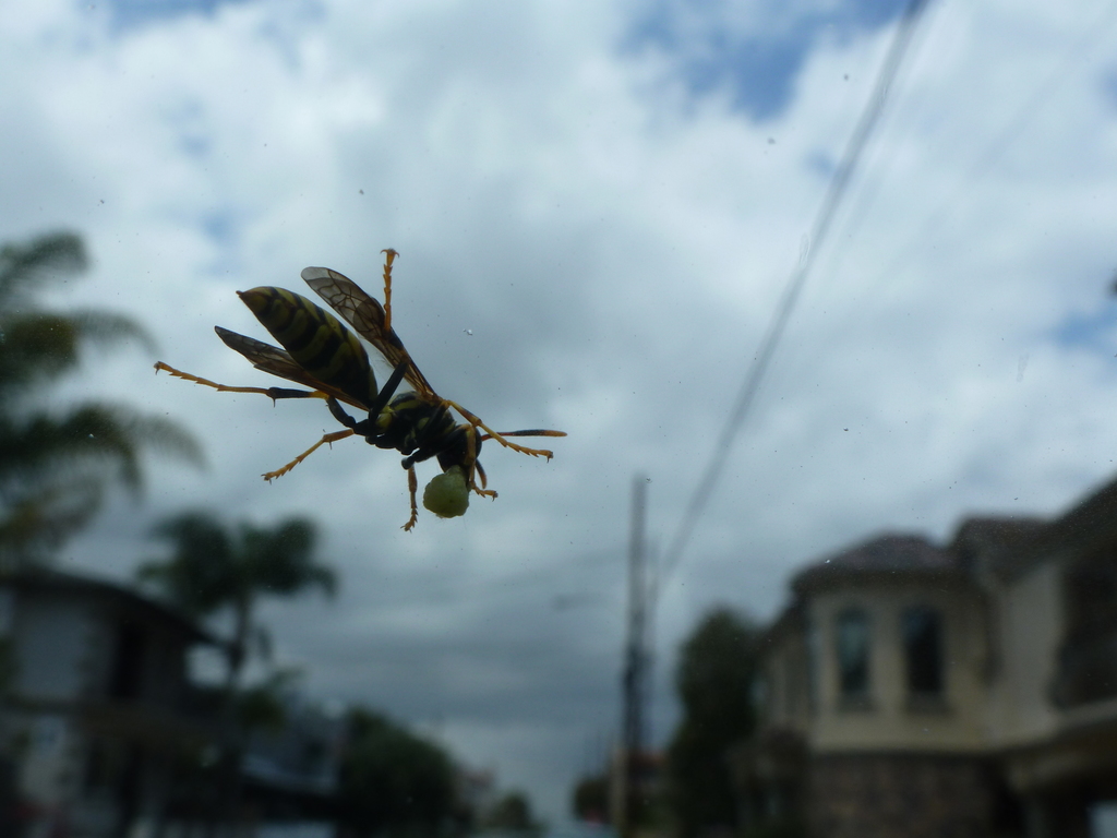 Umbrella Paper Wasps