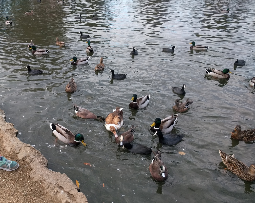 Ducks and Coots