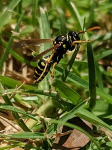 Black and yellow wasp on grass.