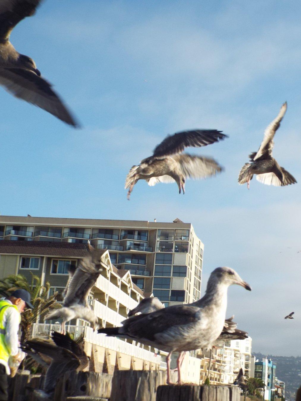 The Birds. (The guy in the vest was setting out food for the seagulls, so there were a lot of them hanging around.) #seagulls #birds