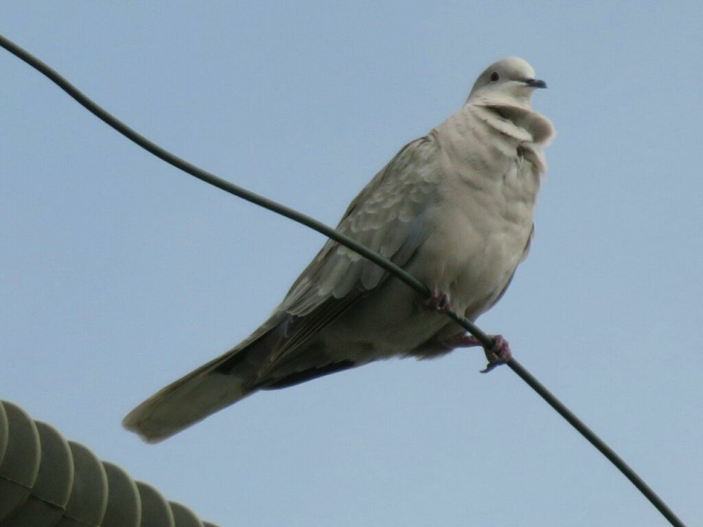 Dove on a wire with ruffled neck feathers.