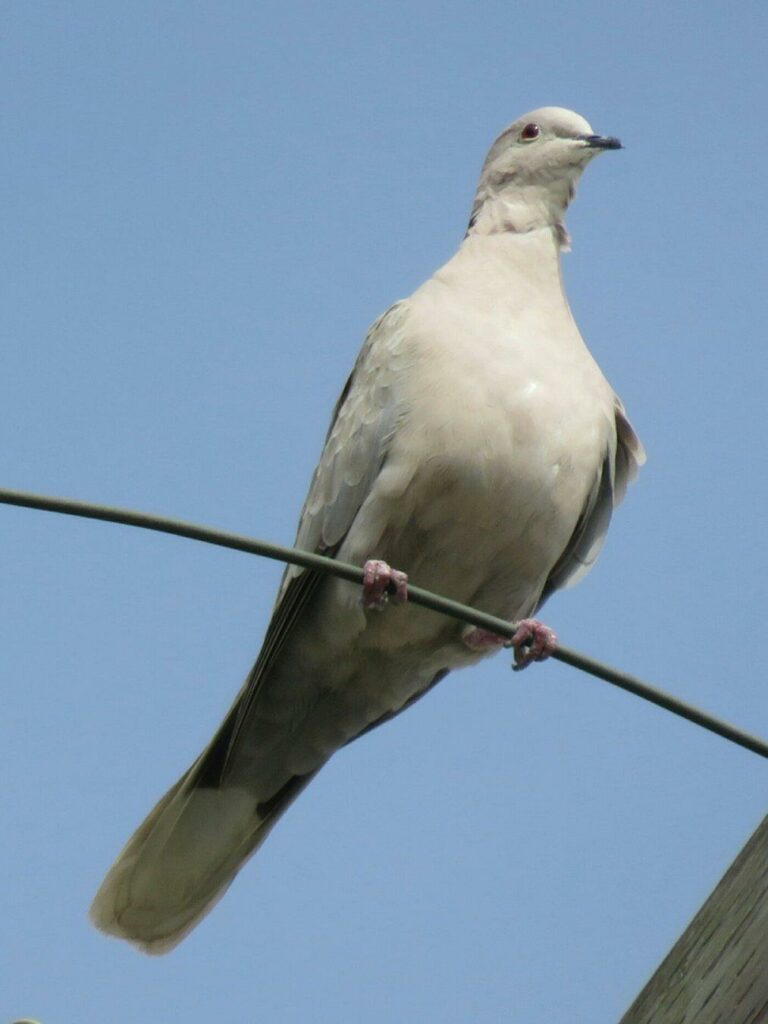 Dove perched on a wire.