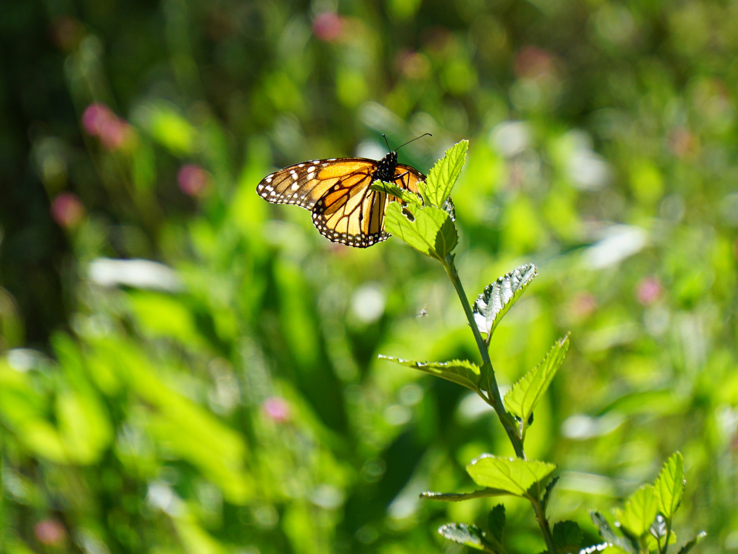Two of many monarch butterflies I saw today on a walk at nearby botanical gardens. ...