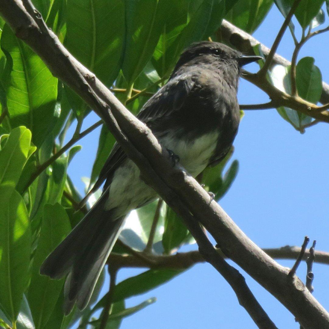 Black Phoebe in a tree